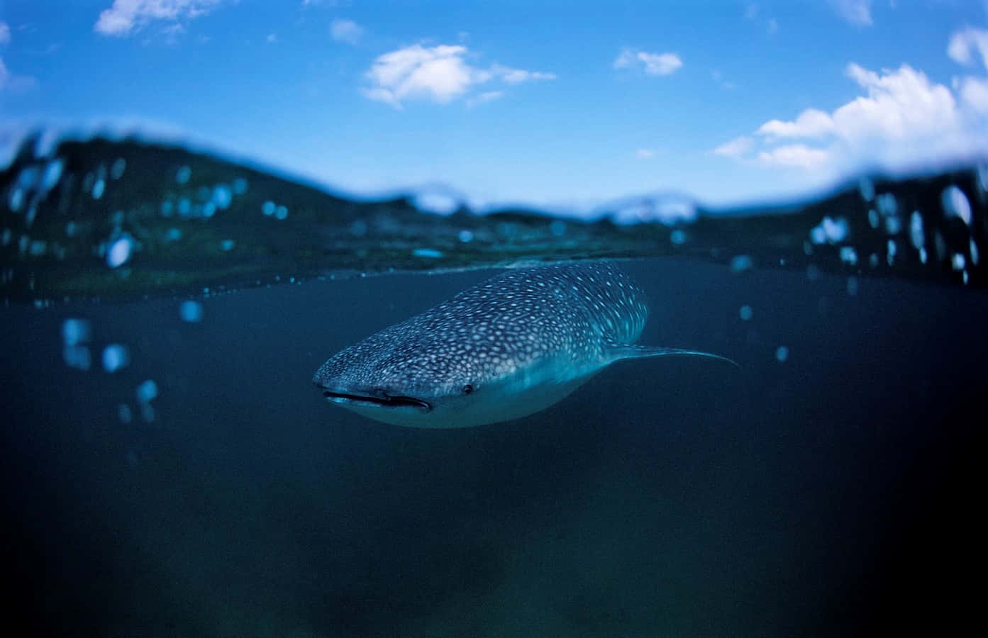 "A majestic whale shark gliding through the waters"