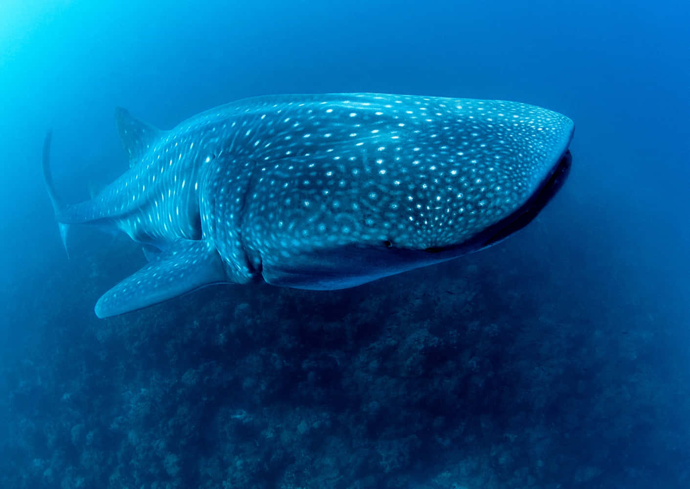 Take a dive to explore the playful Whale Shark