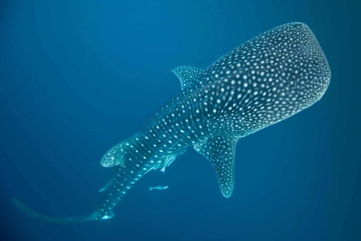 Get close to nature and its majestic creatures with a glimpse of a whale shark.