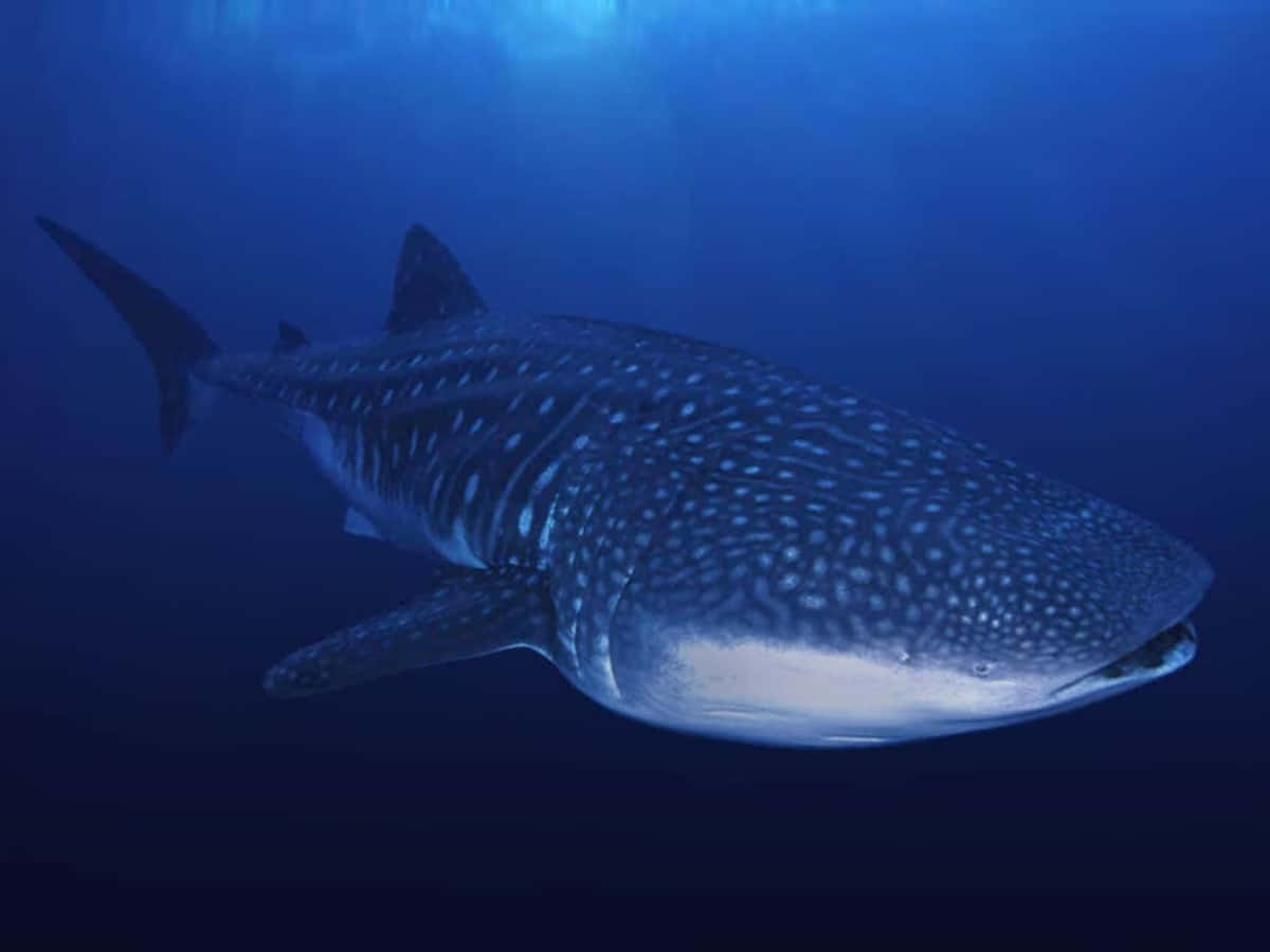 Appreciate The Magnificence Of A Whale Shark