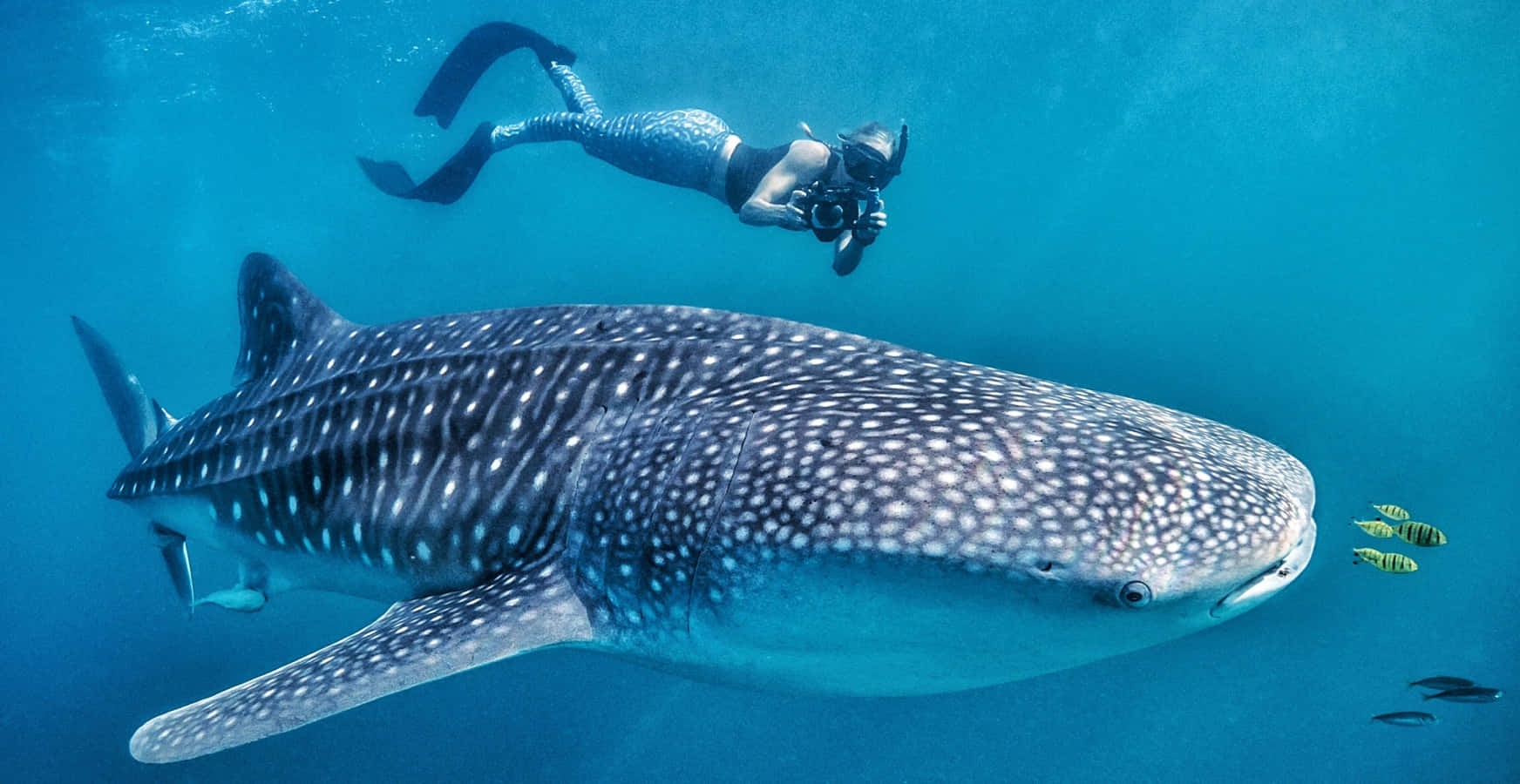 "Dive into the Ocean and Experience an Encounter with a Whale Shark"