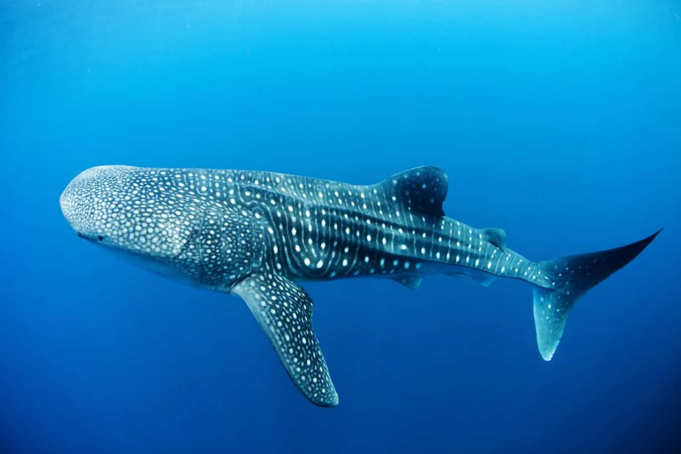 A whale shark leisurely swimming in the open ocean.