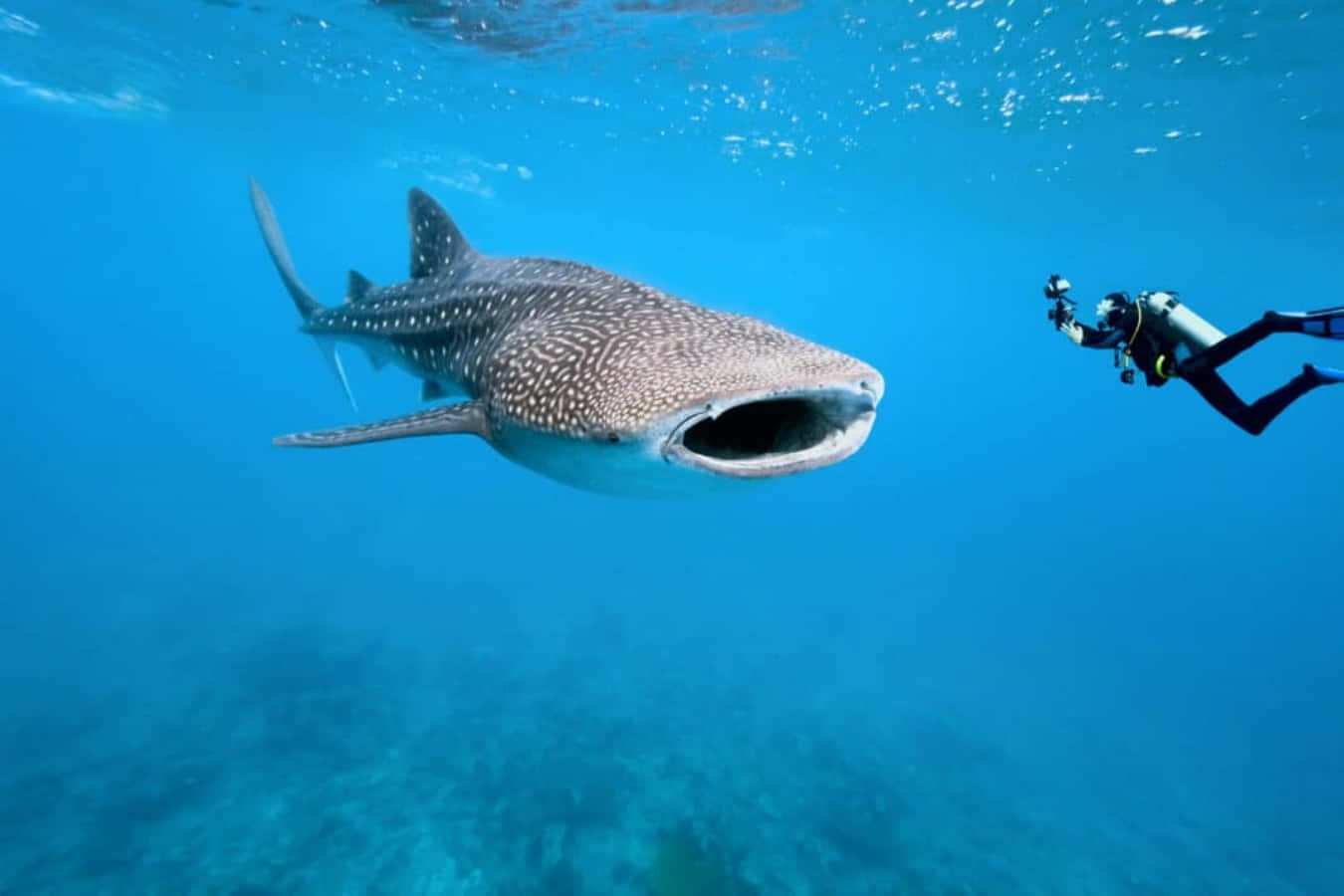 A majestic Whale Shark glides gracefully through the blue ocean.