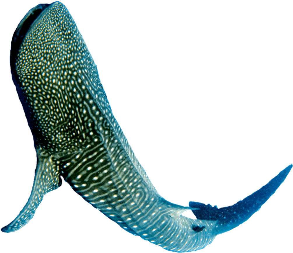 Whale Shark Underwater Beauty PNG