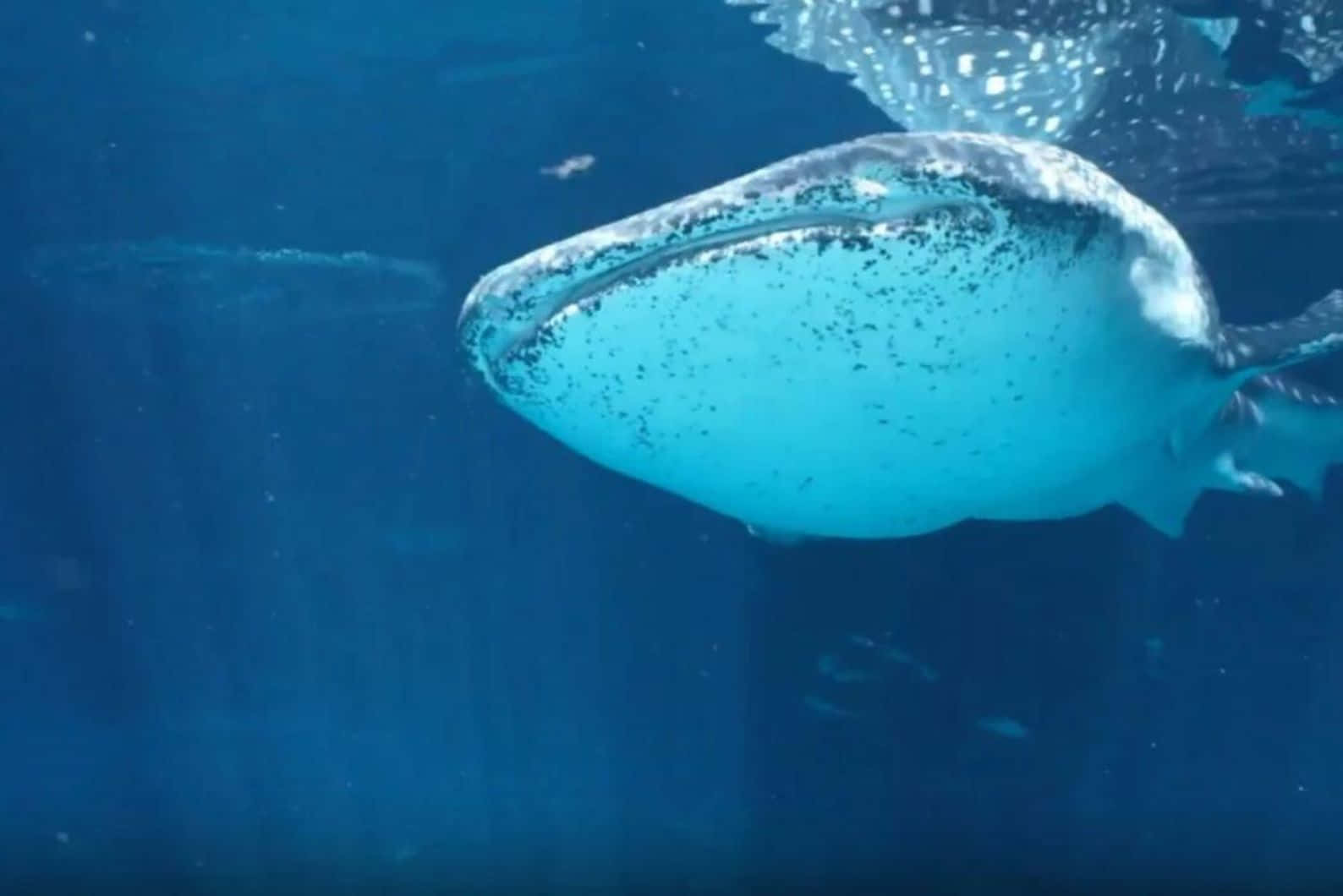 Whale Shark Underwater Blue Ocean Wallpaper