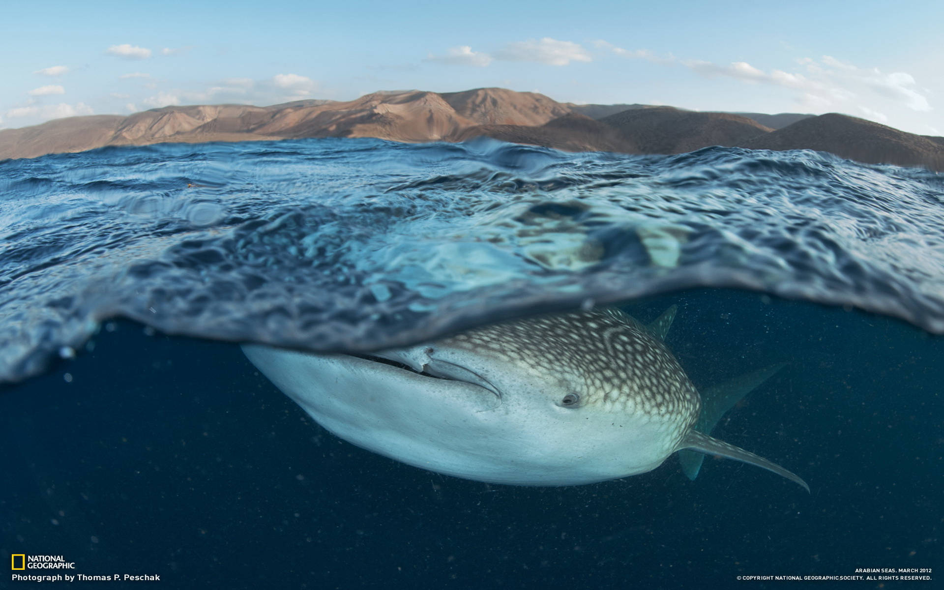 Walhaiunter Wasser Wallpaper