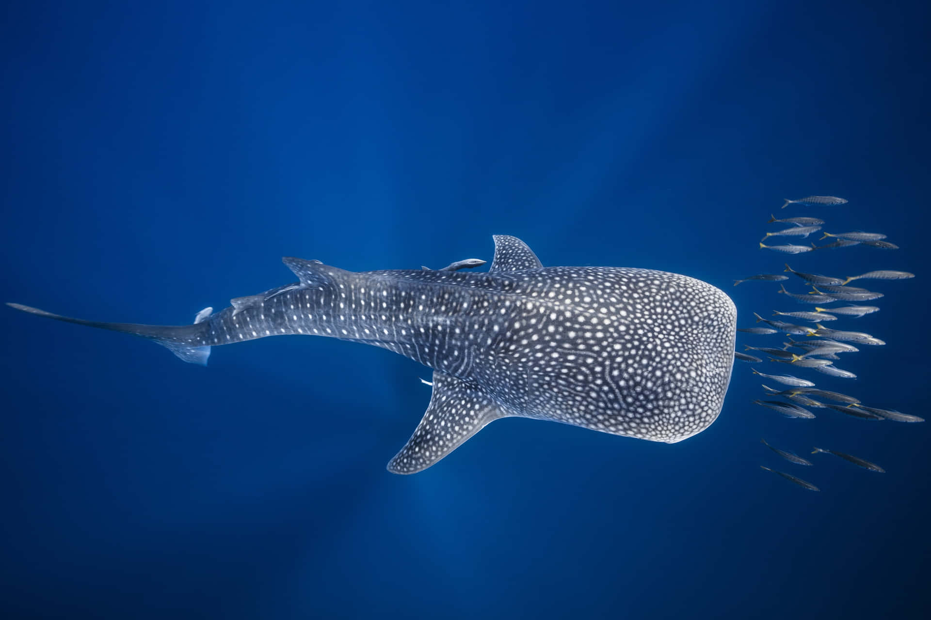 Whale Shark With School Of Fish Wallpaper