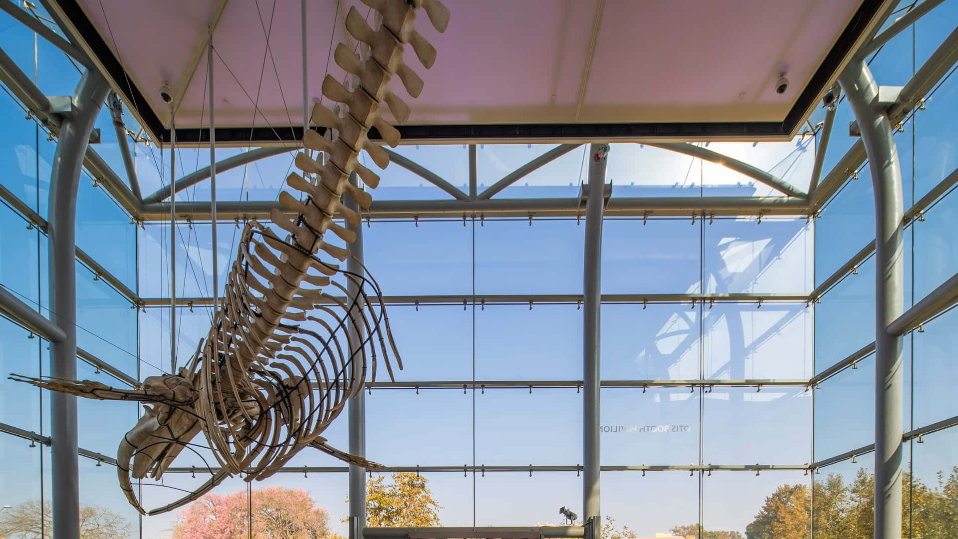 Whale Skeleton Exhibit Natural History Museum L A Wallpaper