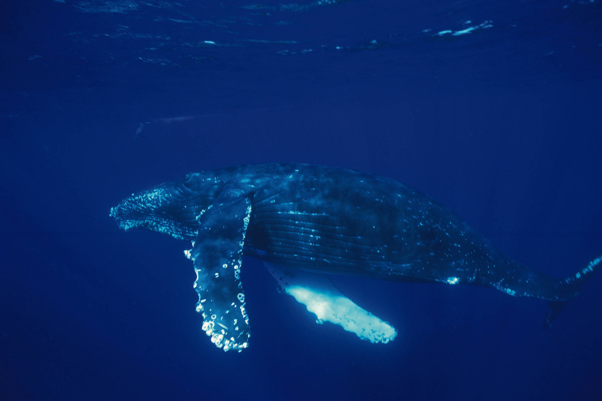 Balena Che Nuota Nel Mare Blu Profondo Sfondo
