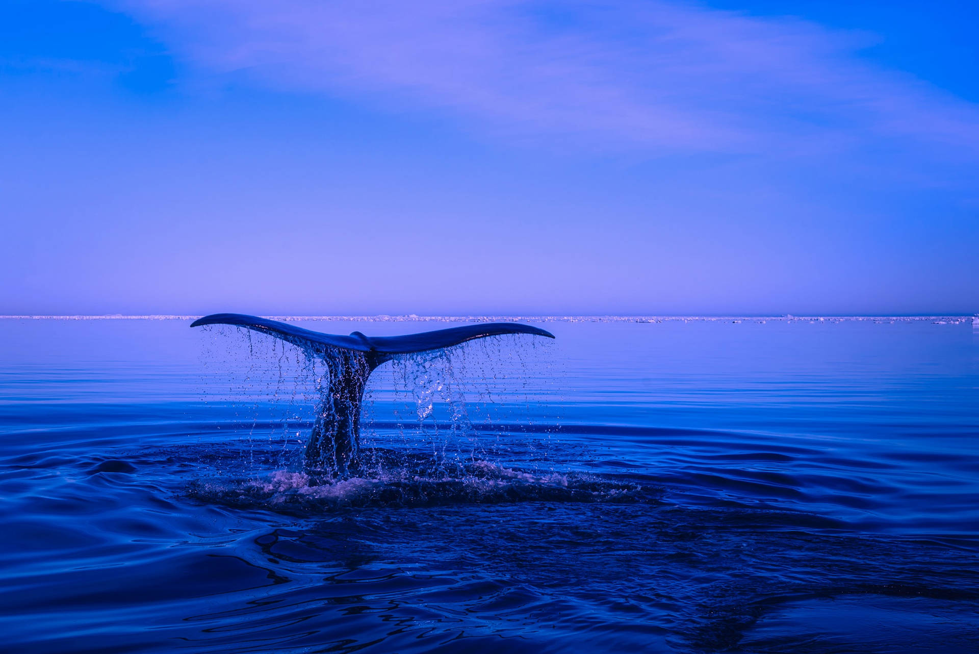 Rabode Baleia Saindo Do Oceano Azul. Papel de Parede