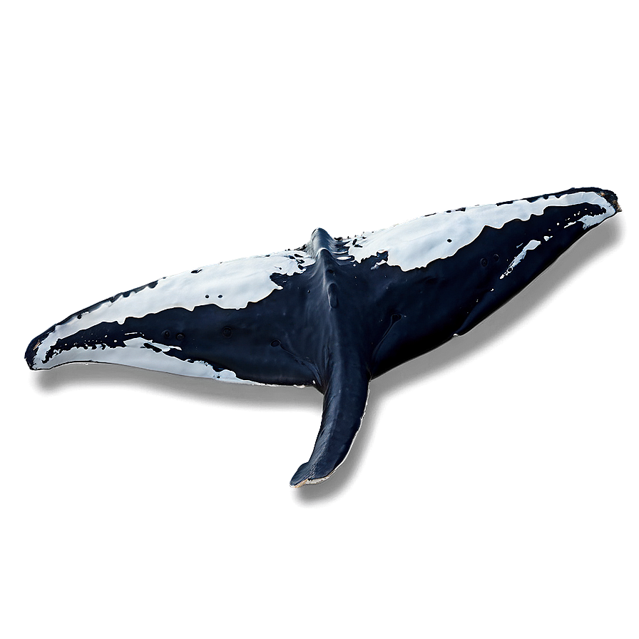 Whale Tail Png 27 PNG