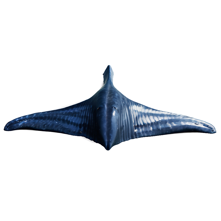 Whale Tail Png 7 PNG