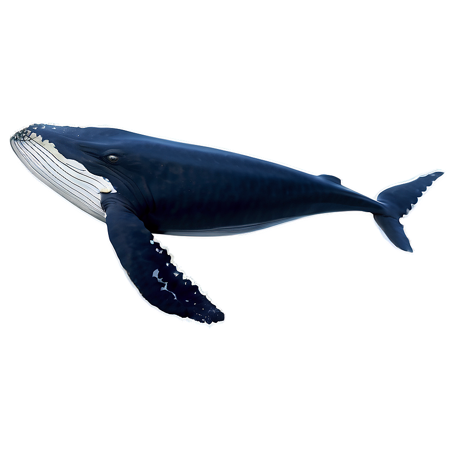 Whale Tail Png Mnu14 PNG