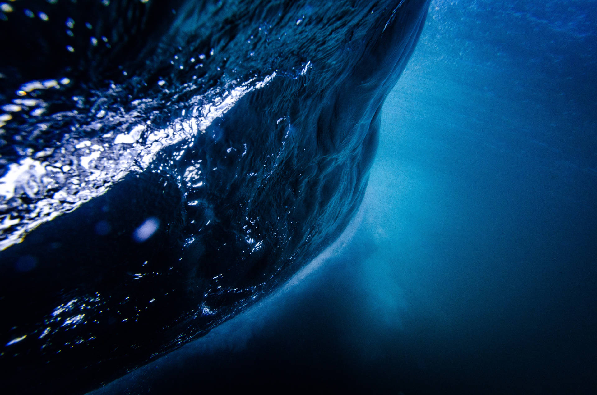Whale Under Liquid Picture