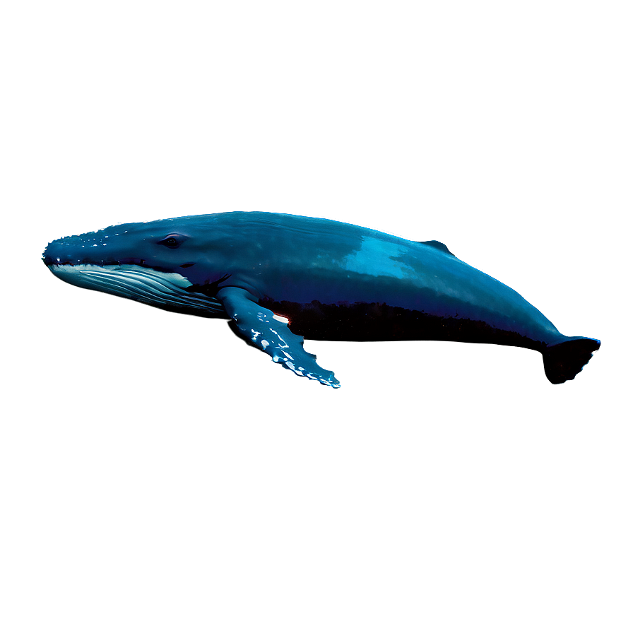 Download Whale Underwater Png Yjf | Wallpapers.com