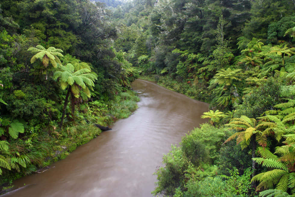Whanganui River Surroundedby Ferns Wallpaper