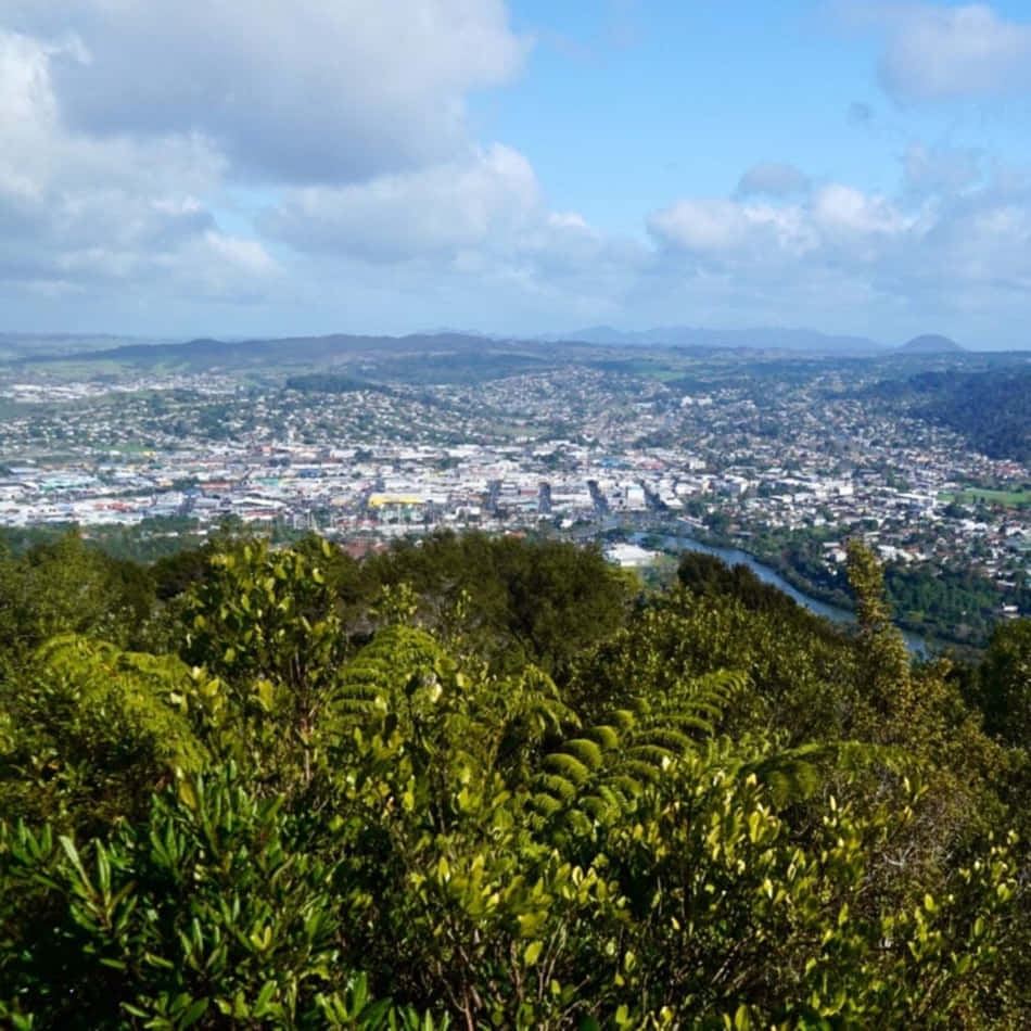 Whangarei Cityscape Viewfrom Hill Wallpaper