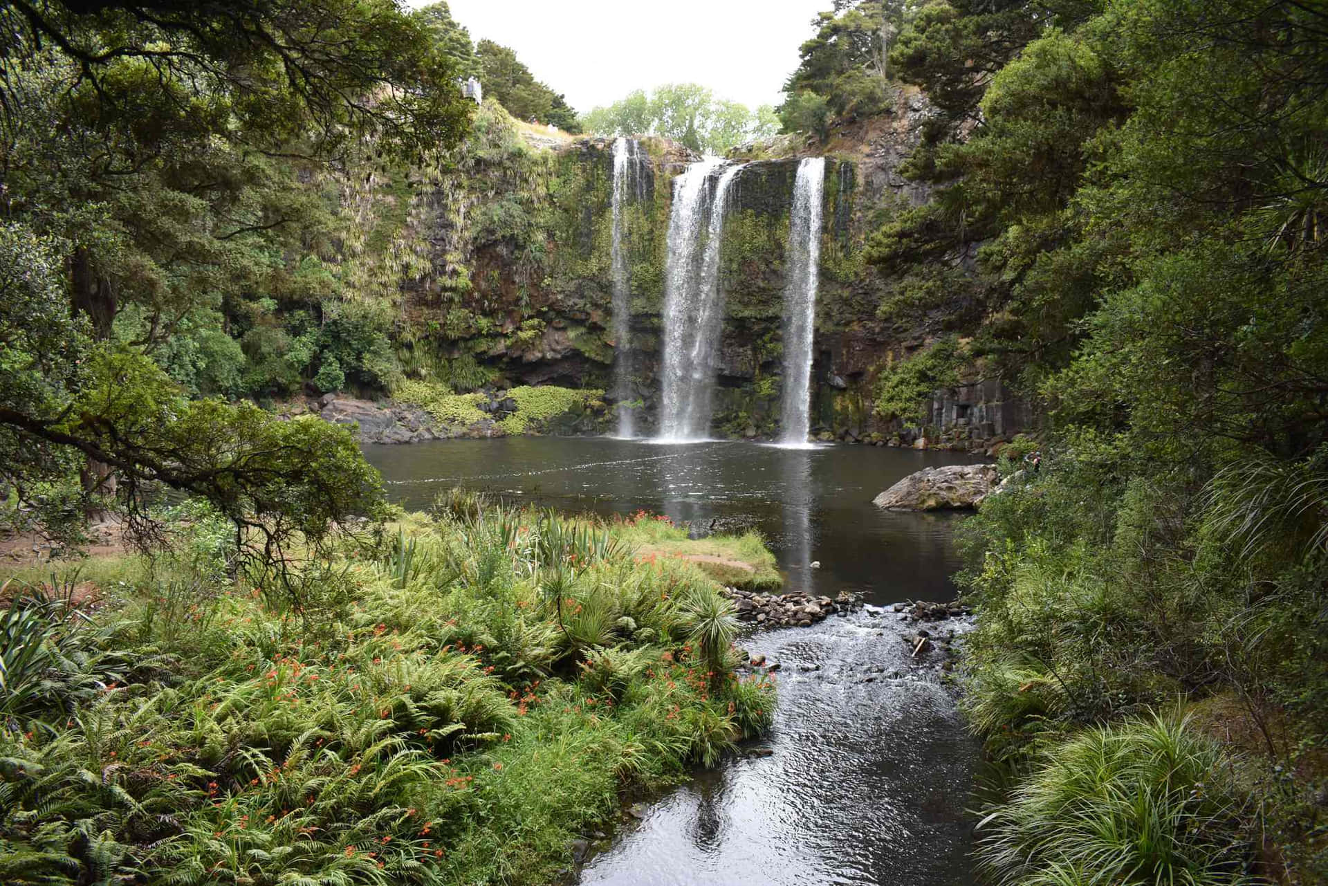 Whangarei Falls Lush Greenery New Zealand Wallpaper
