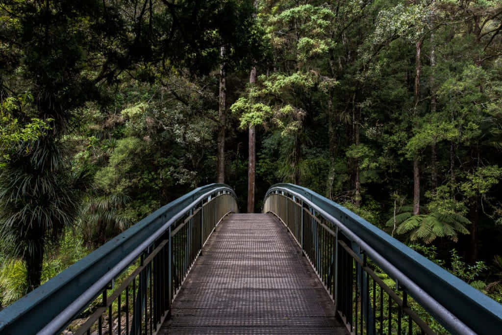 Whangarei Forest Bridge Walkway Wallpaper