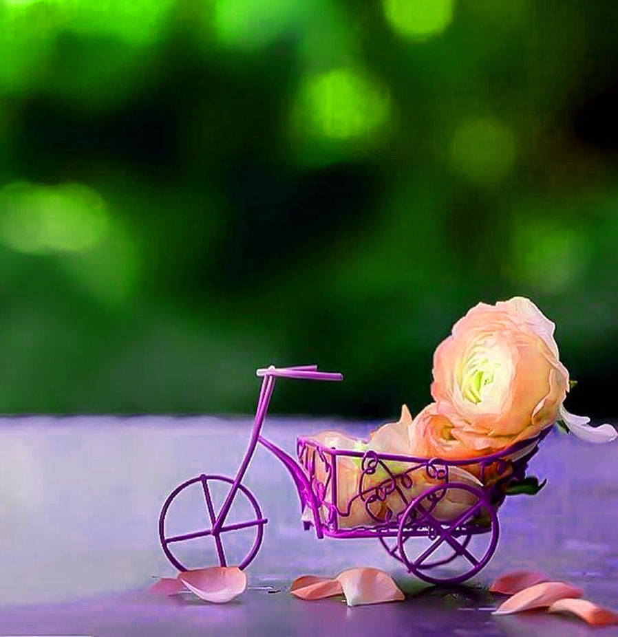 Whatsapp Dp Rose Bicycle Cart Wallpaper