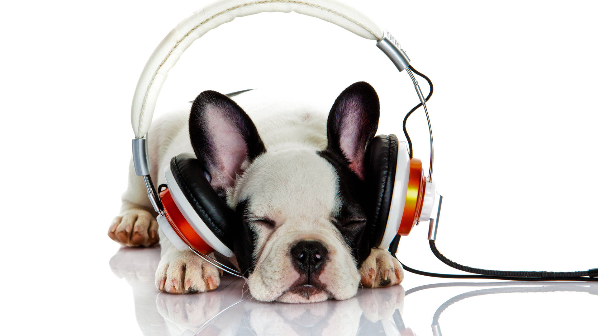 Whatsapp Puppy With Headset Wallpaper