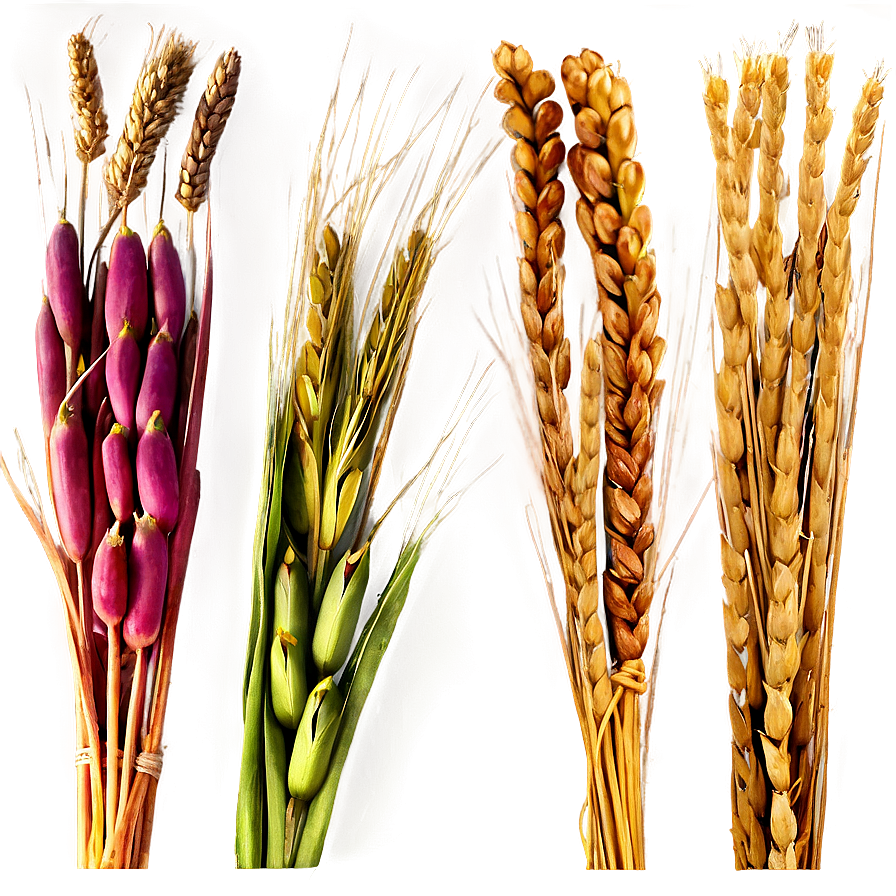 Wheat Bundle Tied Png 05252024 PNG