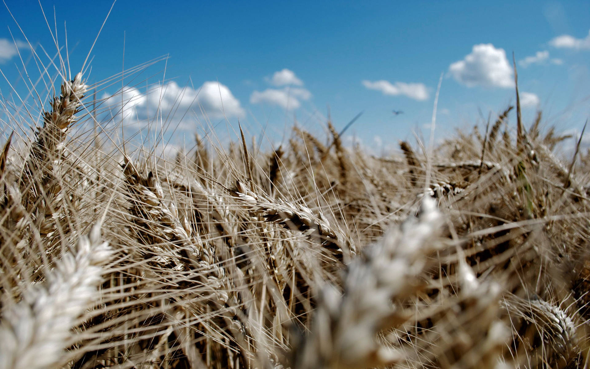 Wheat Crop Against Azure Sky Wallpaper