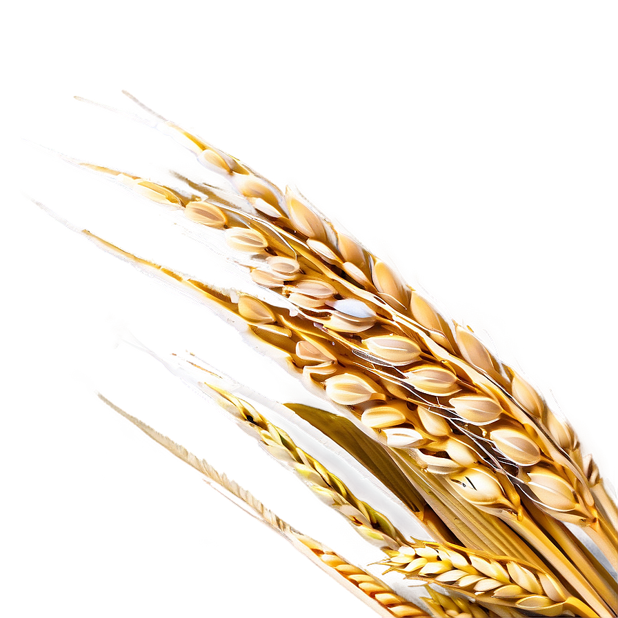 Wheat Field Aerial View Png 46 PNG