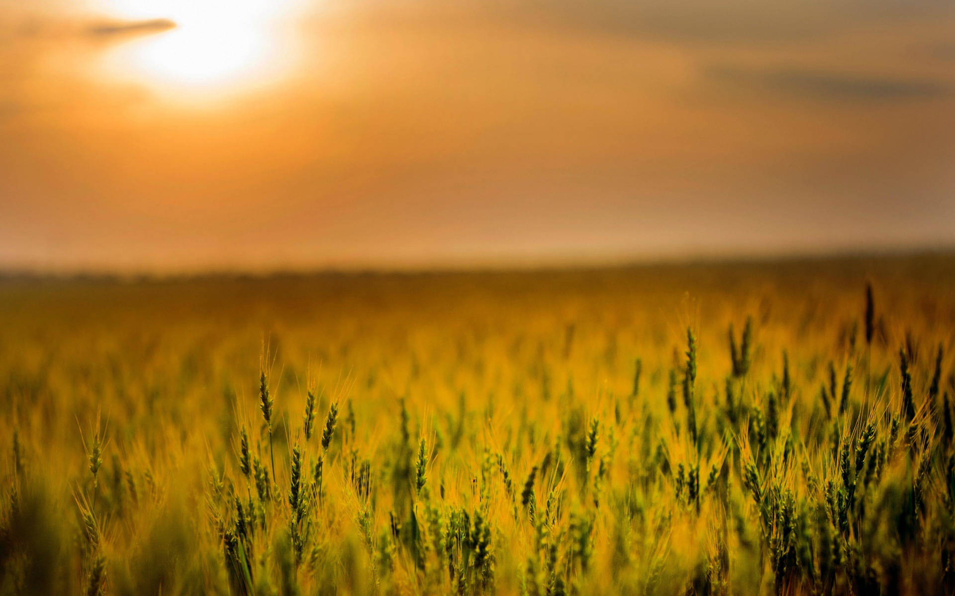 Wheat Field Agriculture On Sunset Wallpaper