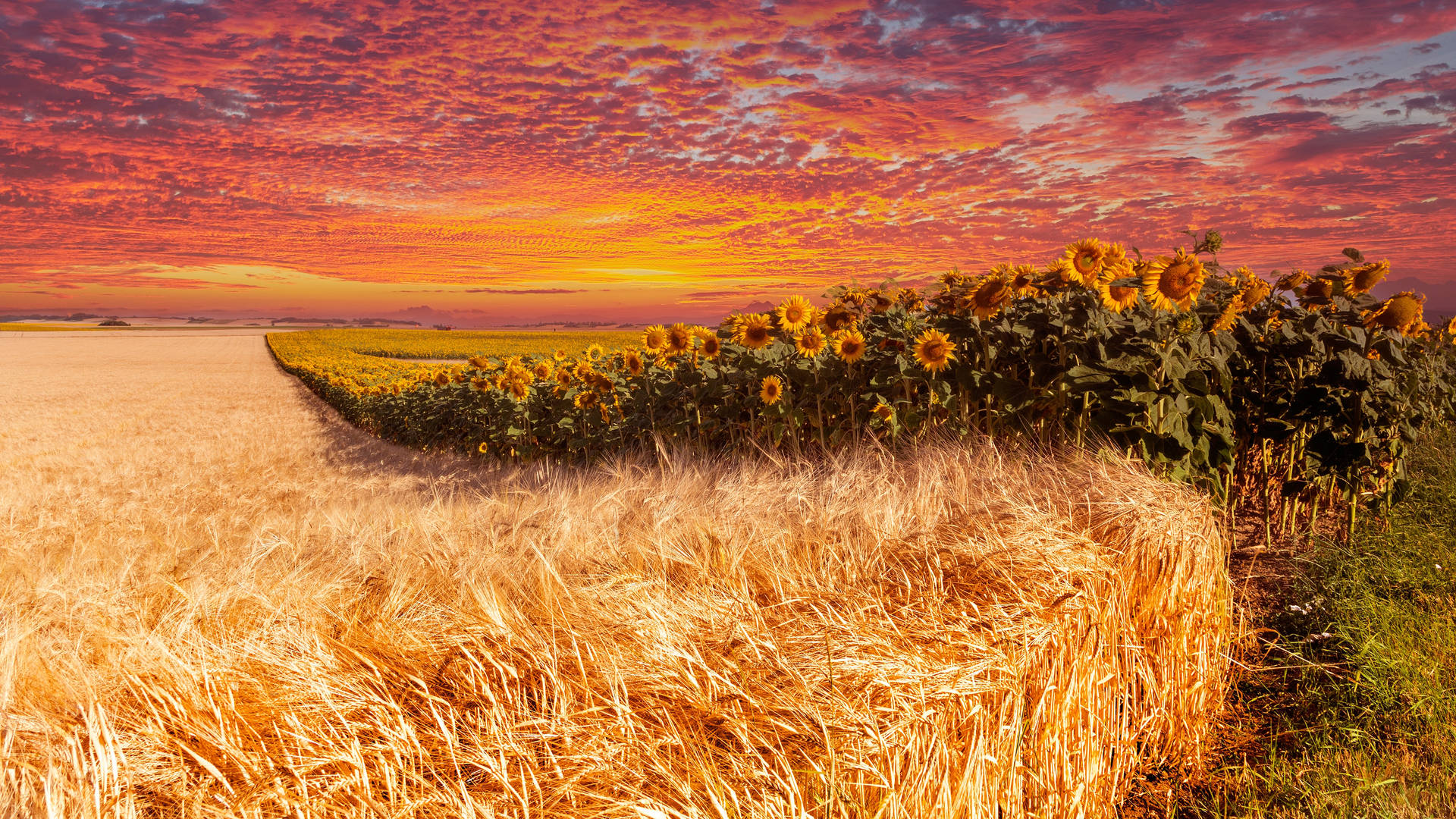 Wheat Field Beside A Sunflower Field Wallpaper