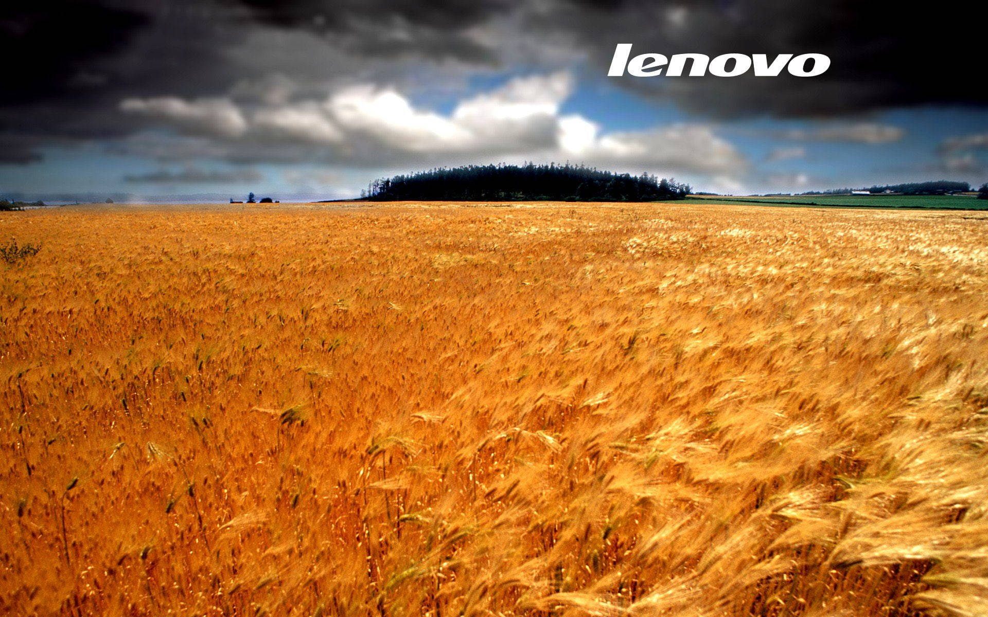 Wheat Field Lenovo Official Wallpaper