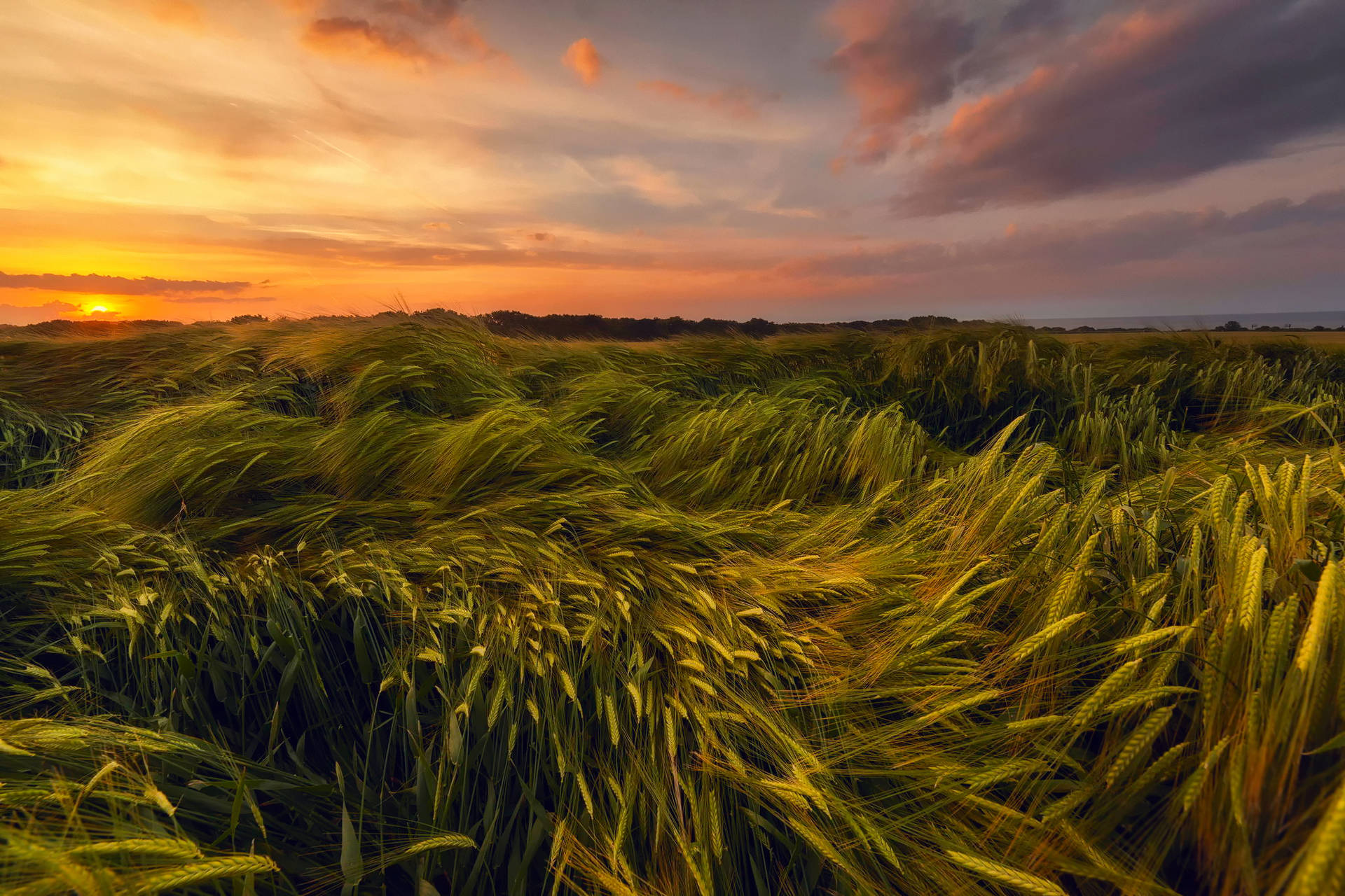 Wheat Field Swaying In Different Directions Wallpaper