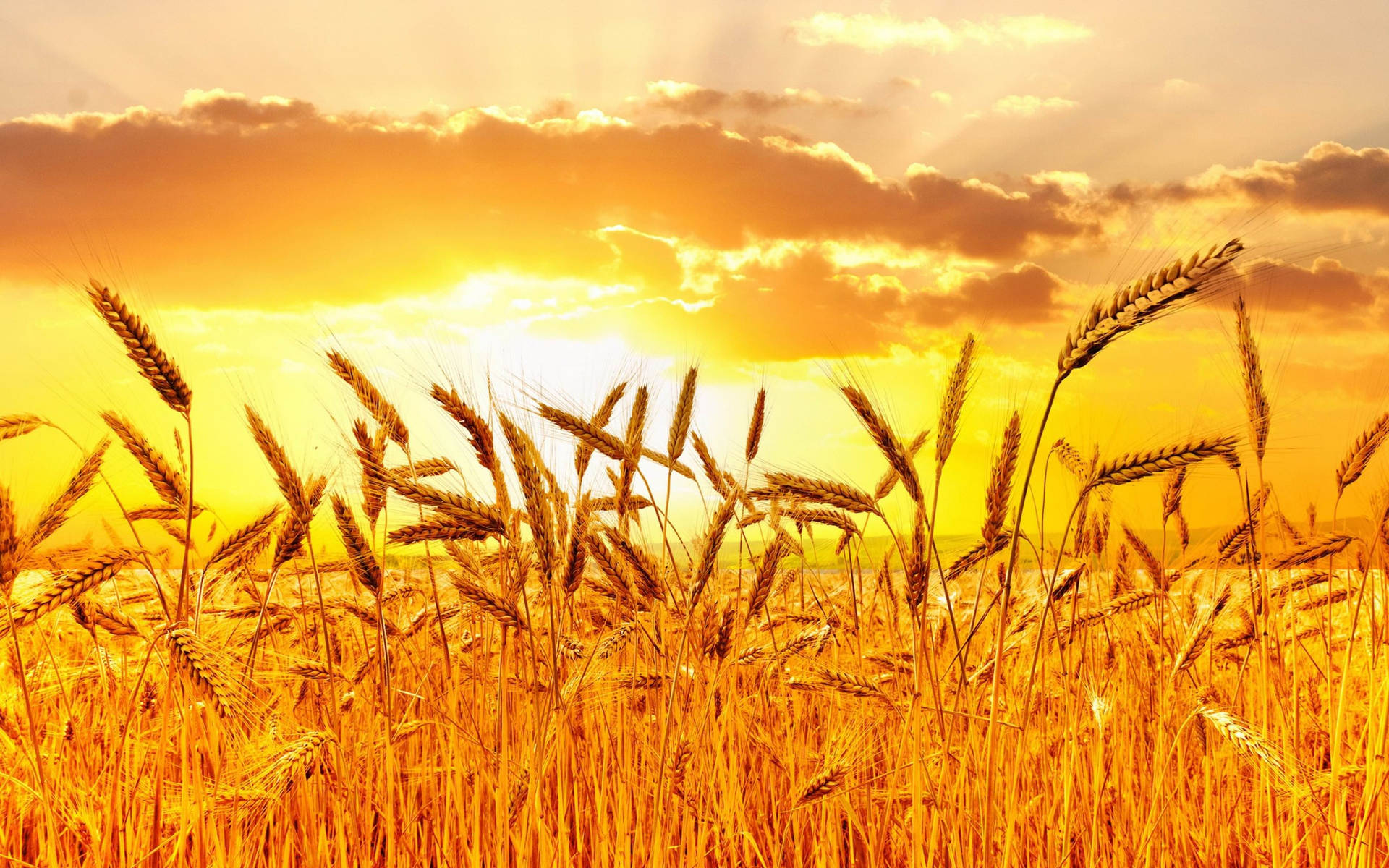 Wheat Field Under A Golden Sky Wallpaper