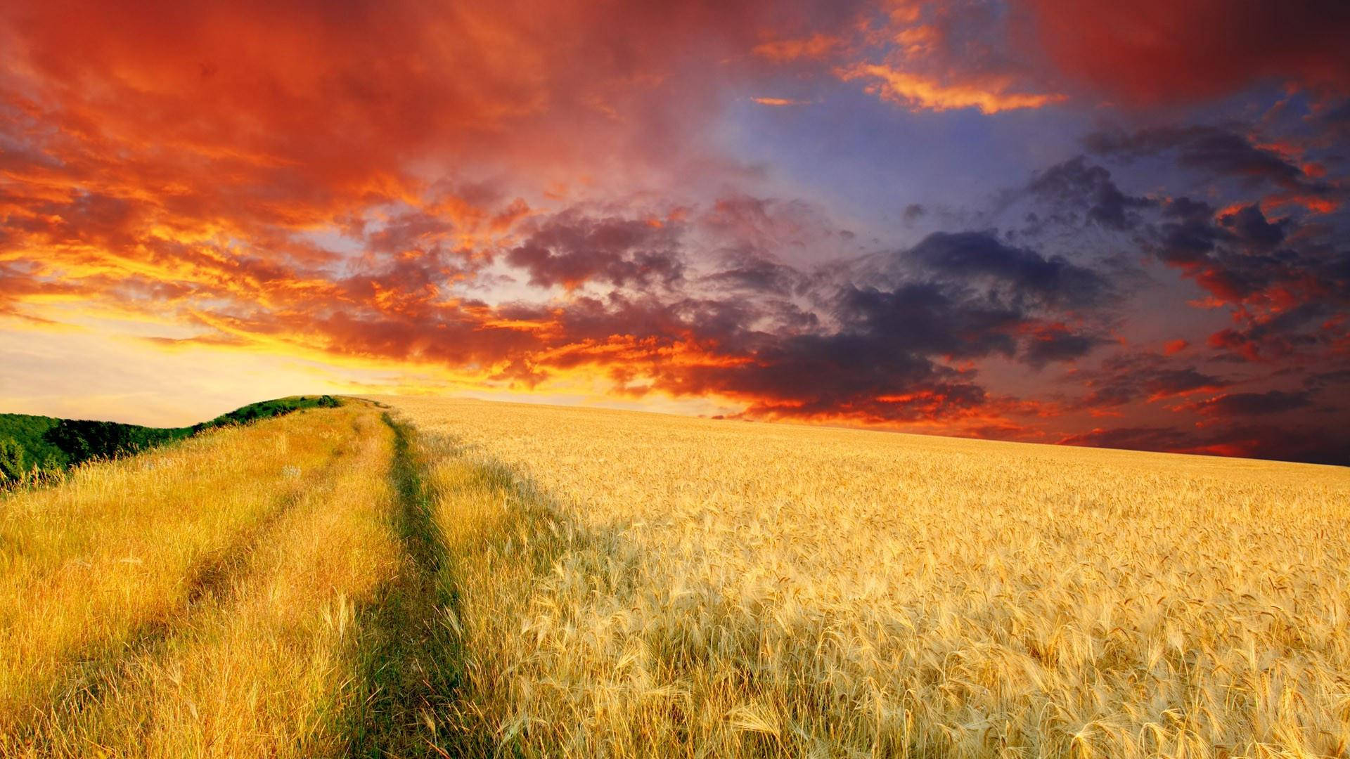 Wheat Field Under Golden Blue And Red Sky Wallpaper