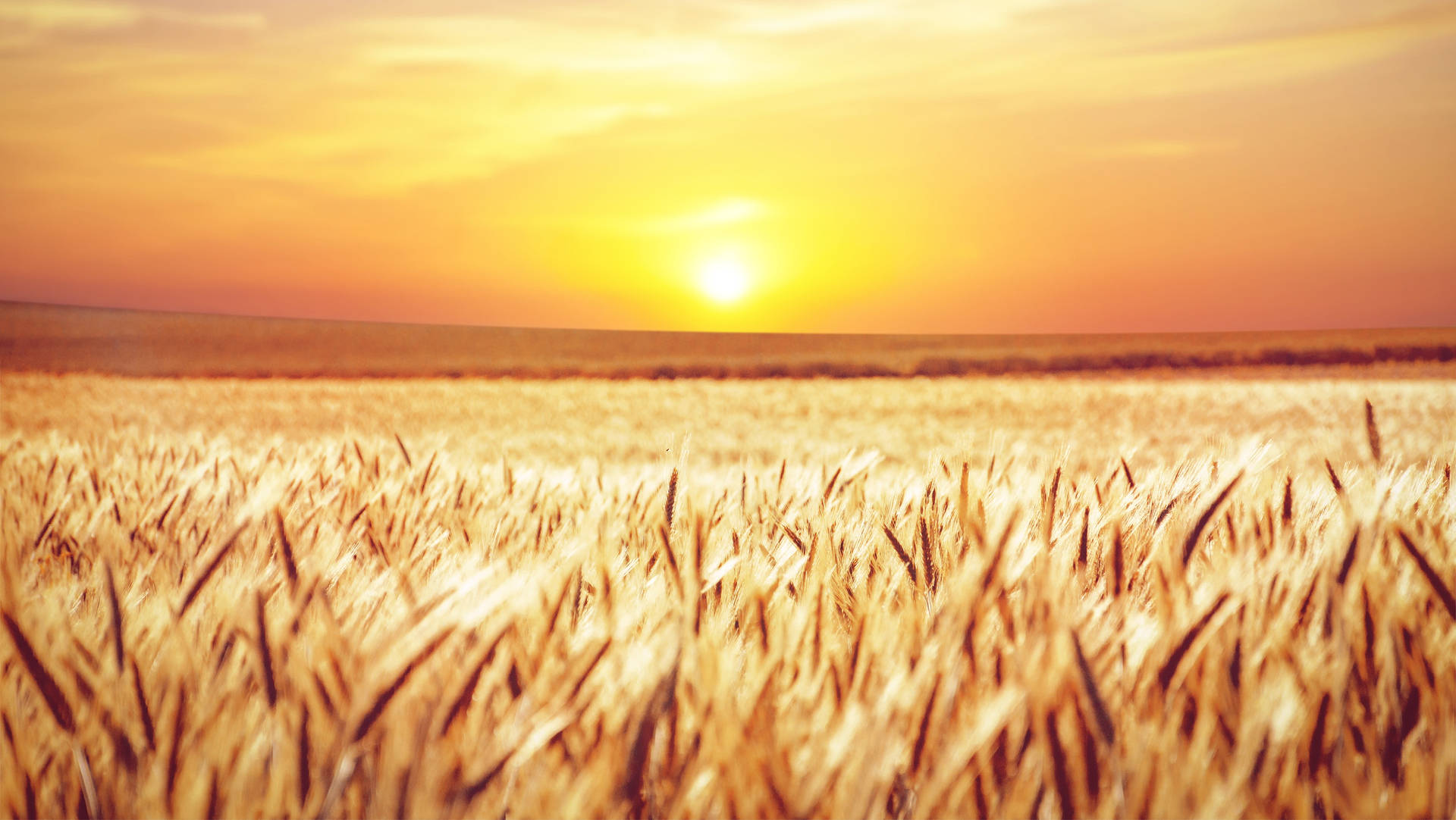 Wheat Field Under Orange And Yellow Sky Wallpaper