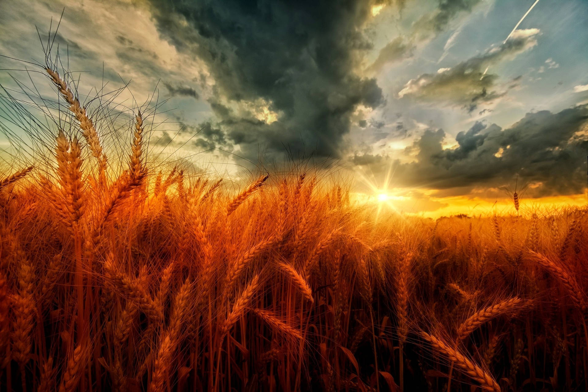 Wheat Field With Gray Clouds Wallpaper