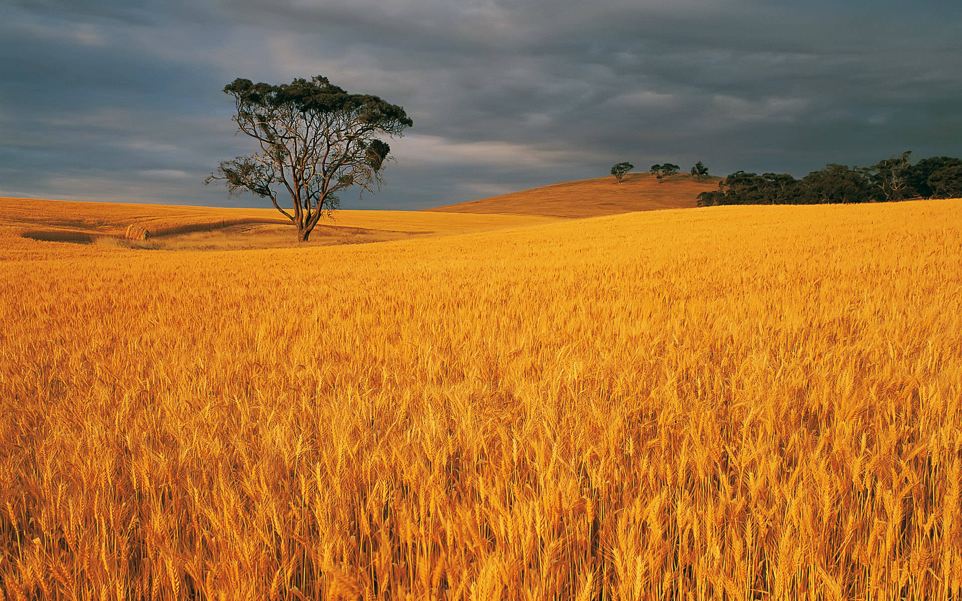 Wheat Field With Lone Tree In The Middle Wallpaper