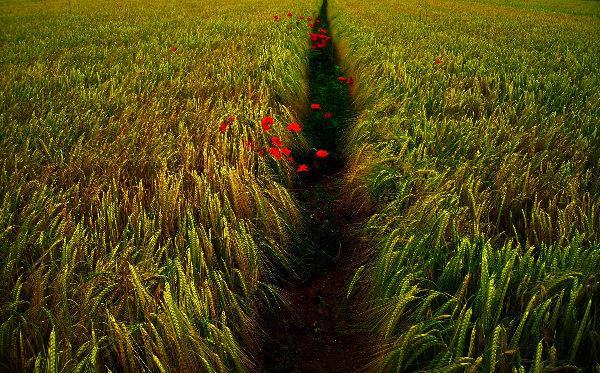 Wheat Field With Red Flowers On Pathway Wallpaper