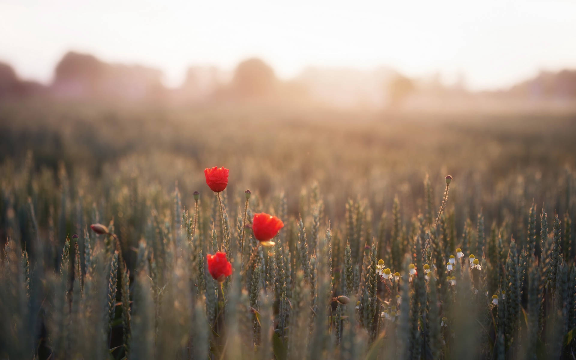 Wheat Field With Red Poppies Wallpaper
