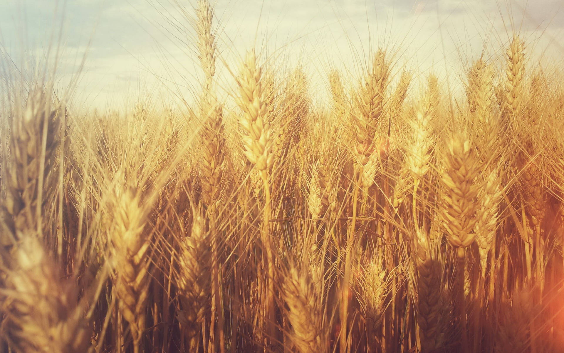 Wheat Field With Soft-filter Effect Wallpaper