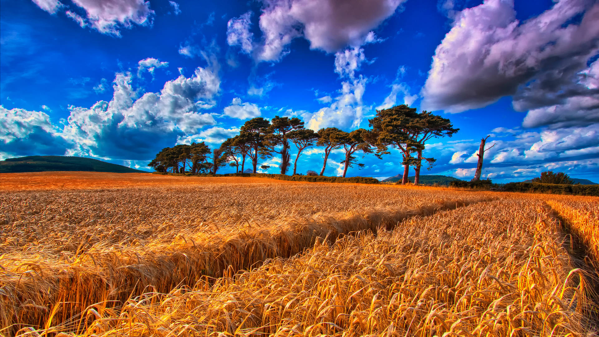 Wheat Field With Trees At The Backdrop Wallpaper
