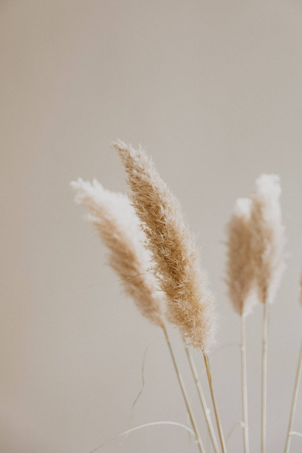 Wheat Flower Set On Beige Aesthetic Phone Background
