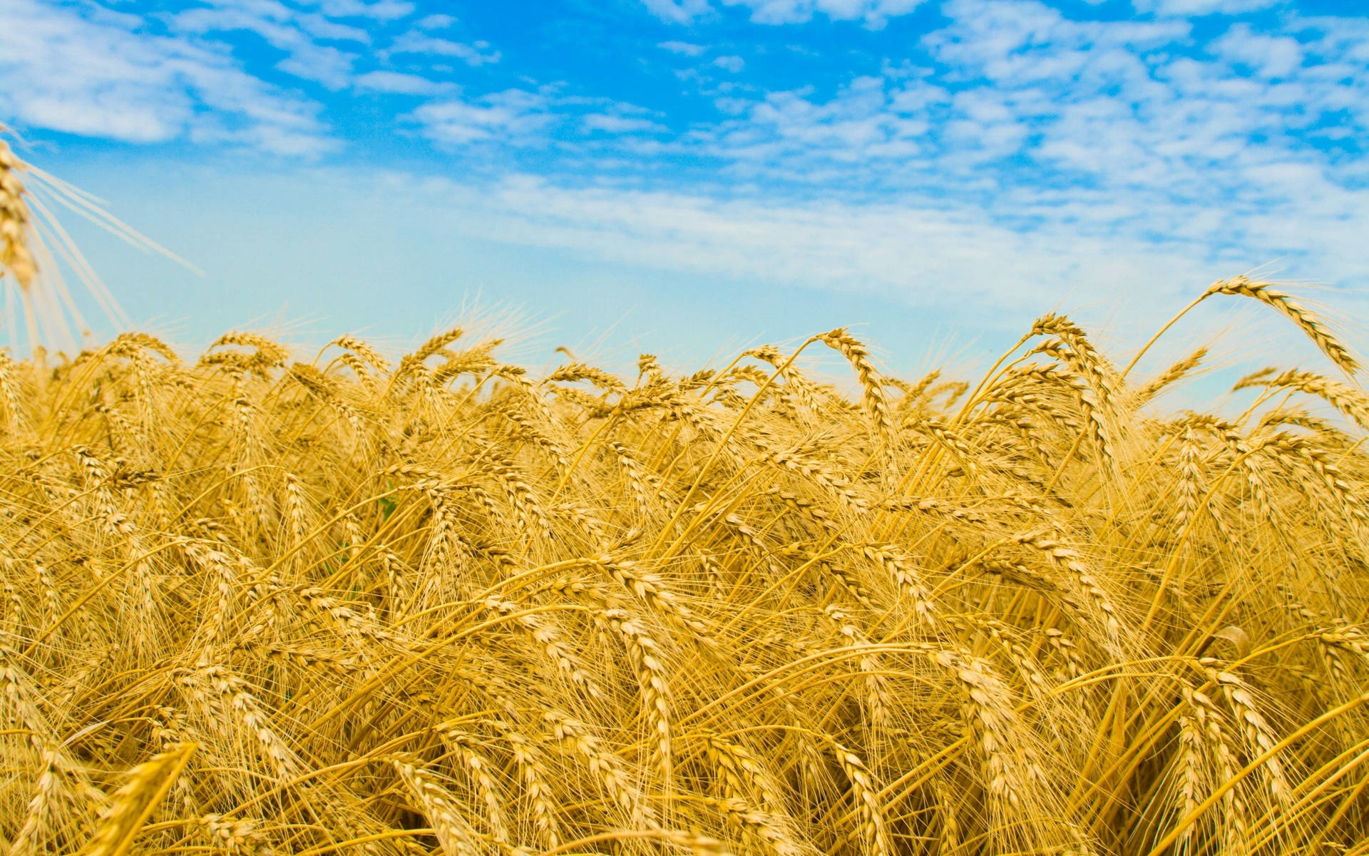 Wheat Grain Agriculture Wallpaper