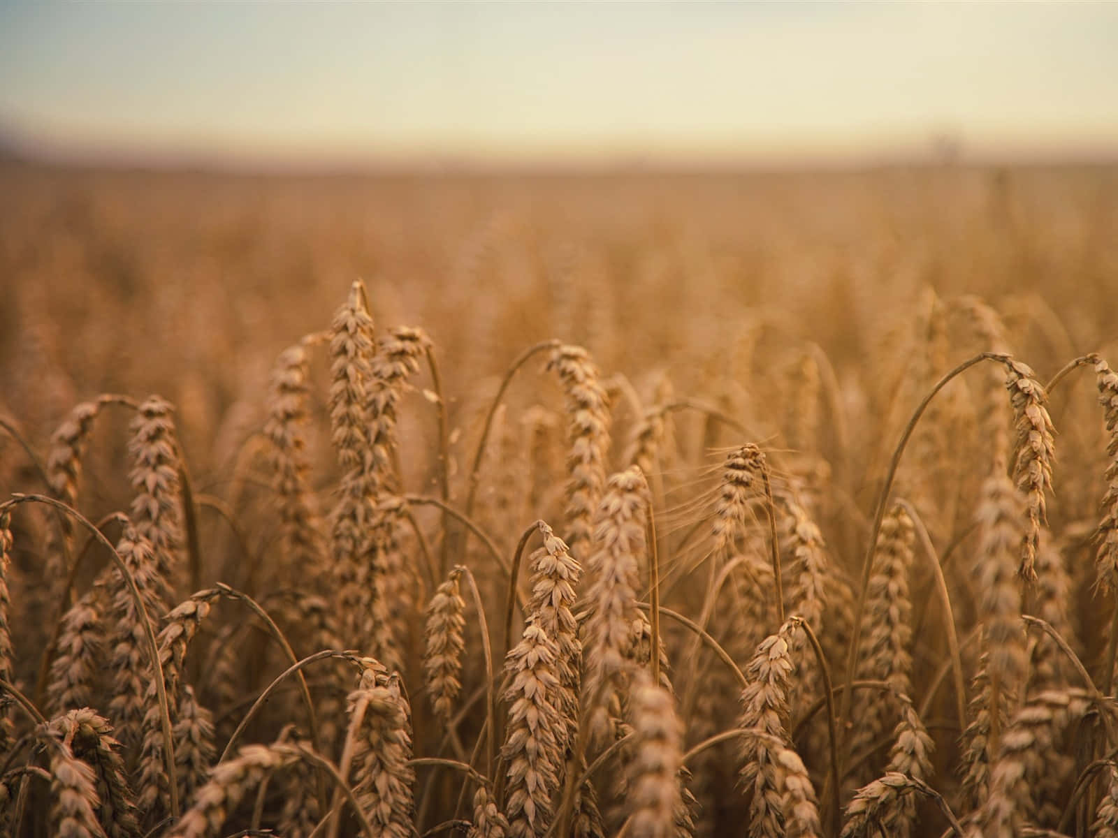 Golden Wheat Field During Harvest Wallpaper