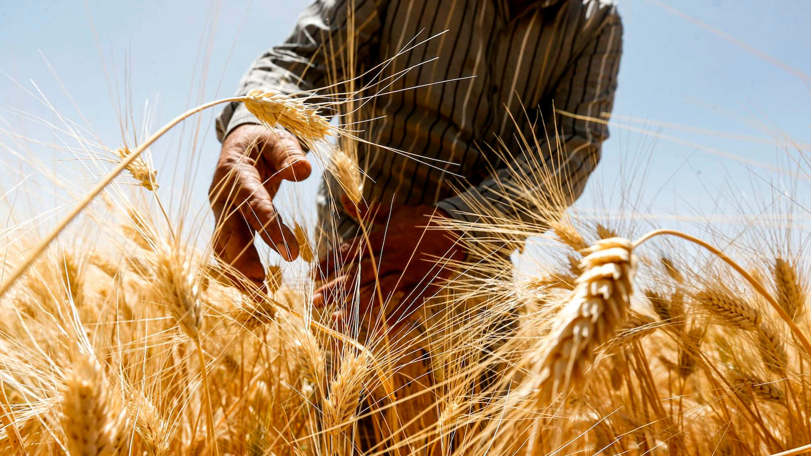 Gouden Tarwe Oogst Op Het Platteland Achtergrond