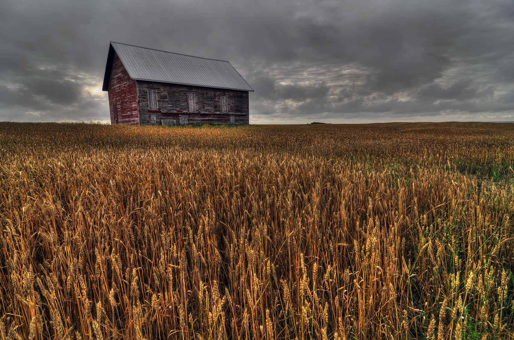 Golden Wheat Field during Harvest Wallpaper