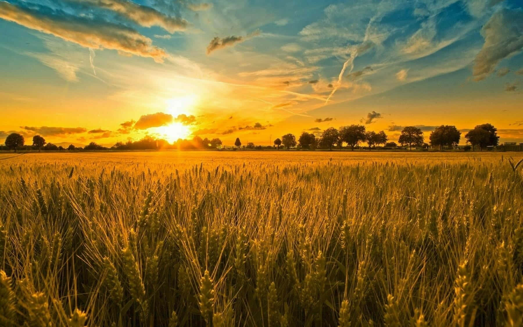 Captivating Wheat Harvest at Sunset Wallpaper
