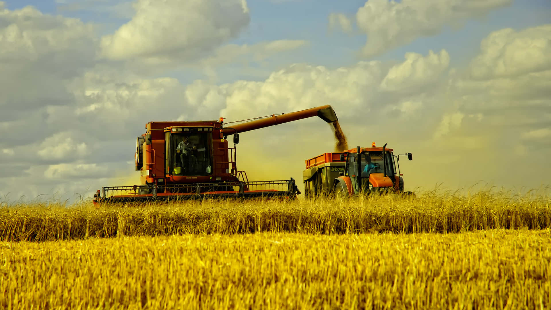 Golden Wheat Field during Harvest Season Wallpaper