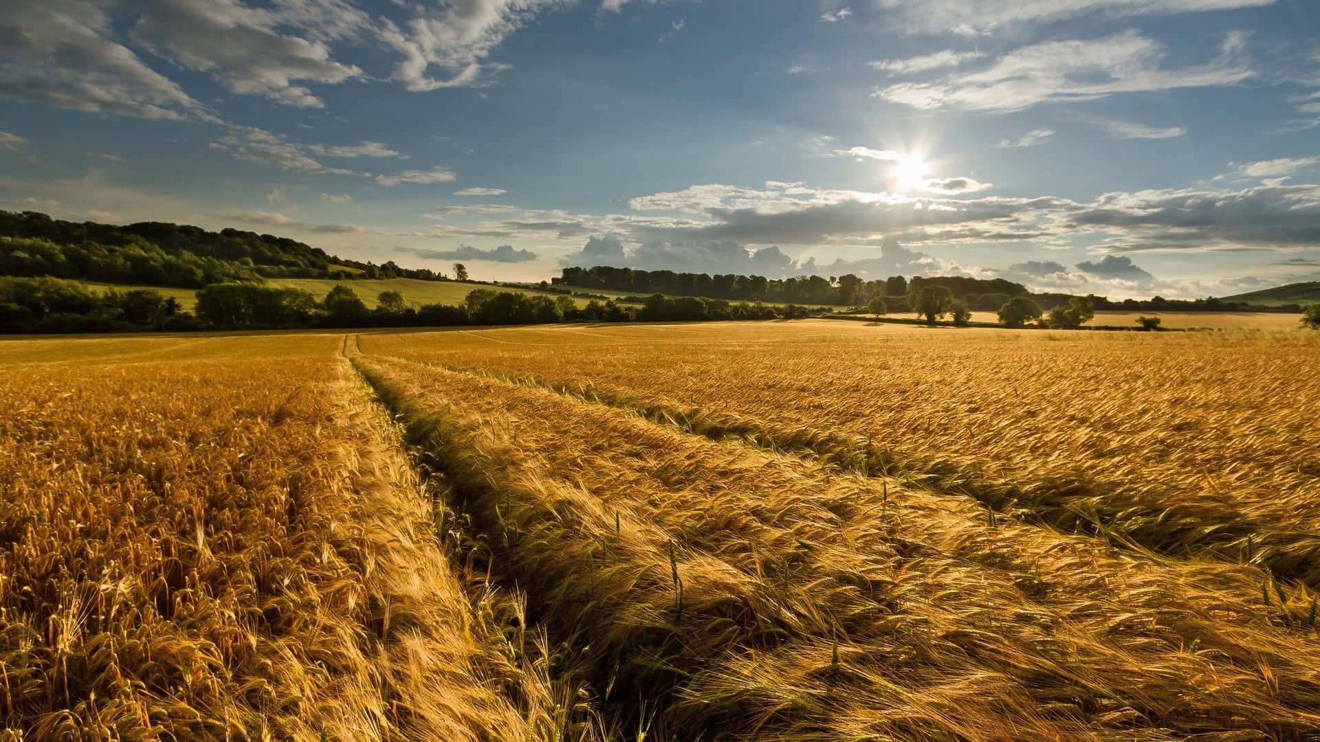 Gouden Tarweoogst Bij Zonsondergang Achtergrond