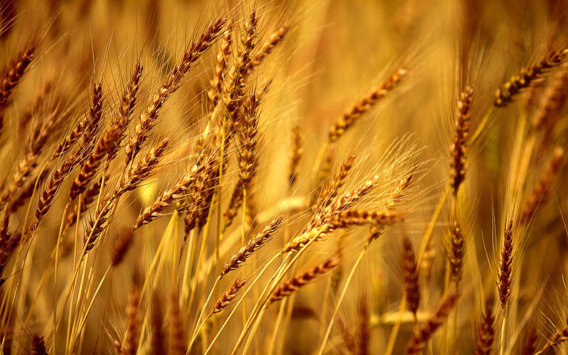 Golden Wheat Harvest in Scenic Fields Wallpaper